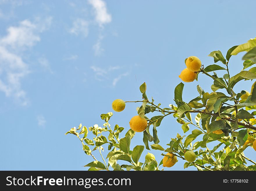 Natural lemon tree