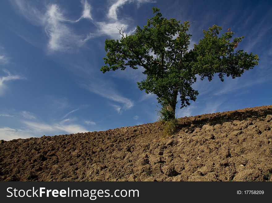 Single tree standing in a plain field in bavaria