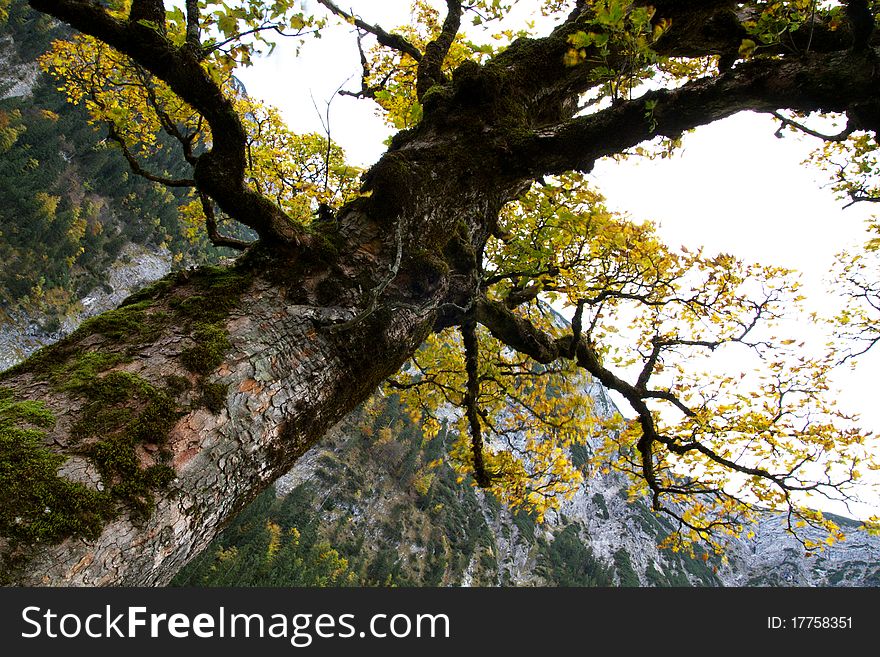 Großer Ahornboden in autumn, Austria. Großer Ahornboden in autumn, Austria