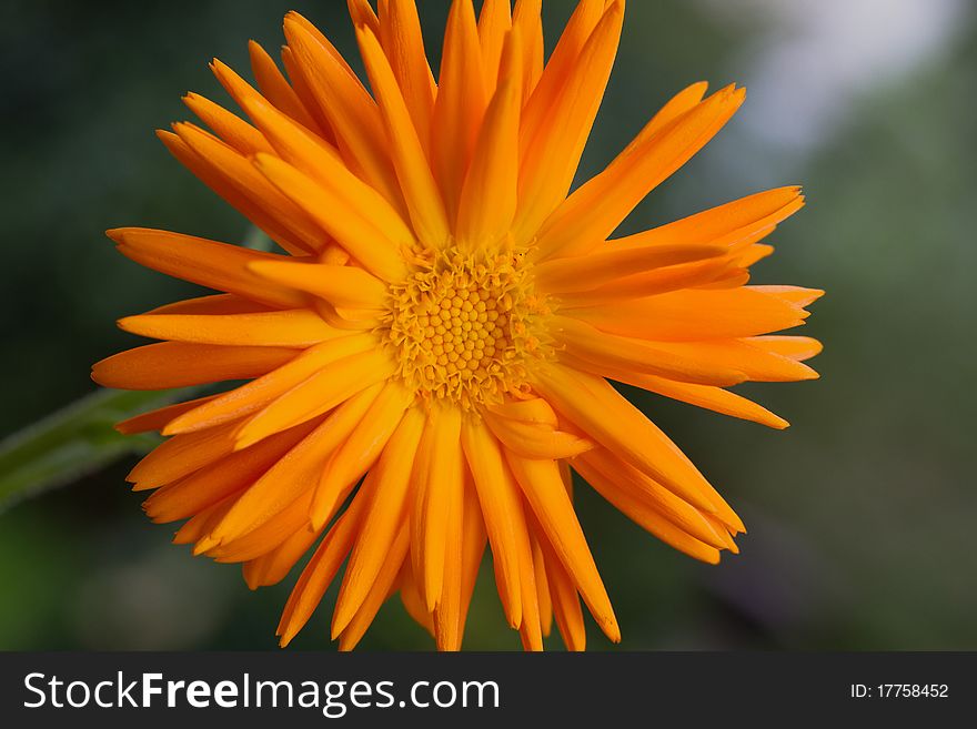 Single Calendula Officinalis in orange