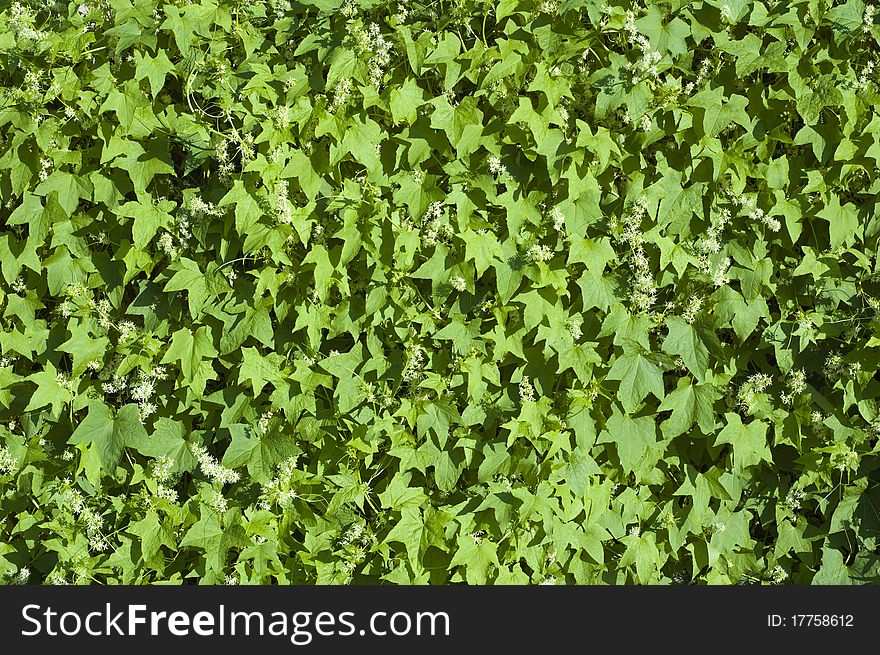Green leafy background on the wall. Green leafy background on the wall