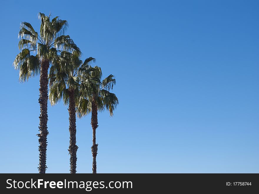 Three palm trees against the blue cloudless sky.