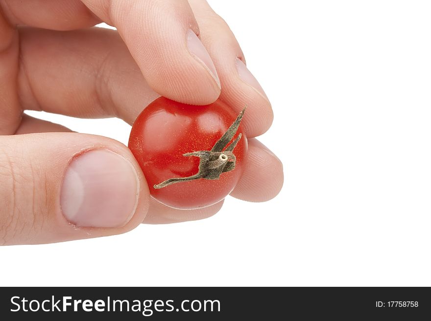 A small red tomato in the men's hand.