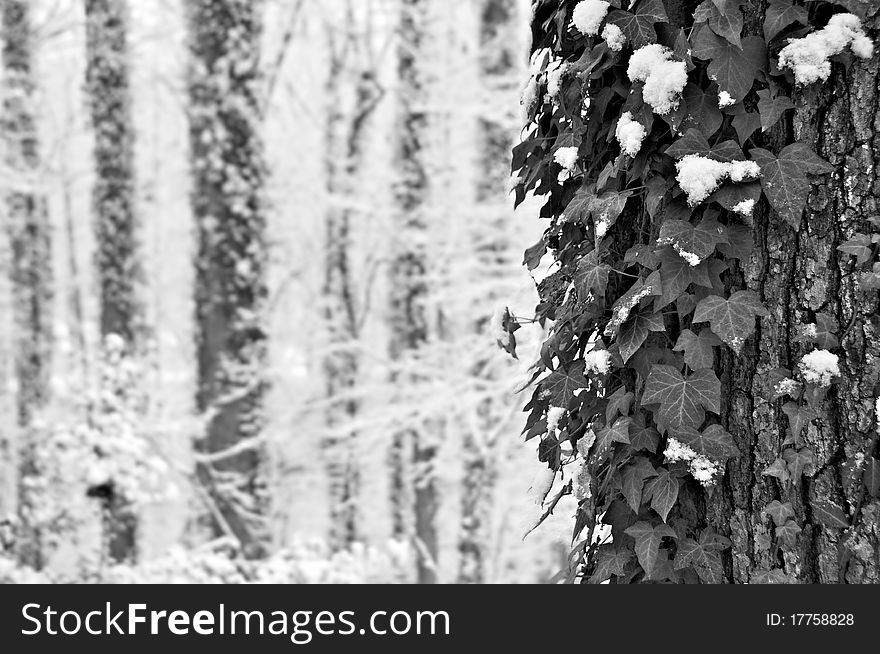 Snow-covered ivy on trees in a forest. Snow-covered ivy on trees in a forest