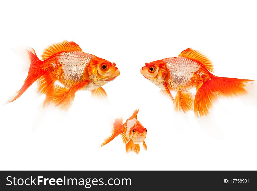 Three goldfish isolated on white