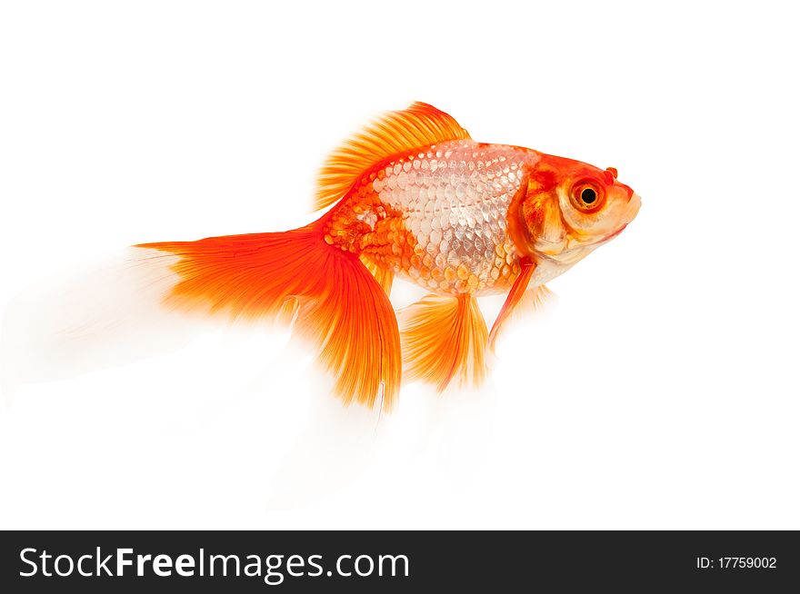 Goldfish Isolated On White