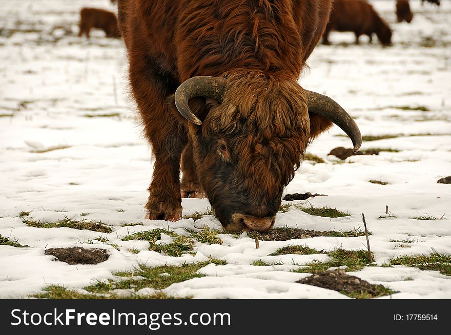 Scottish highlander cow grazing in the snow. Scottish highlander cow grazing in the snow