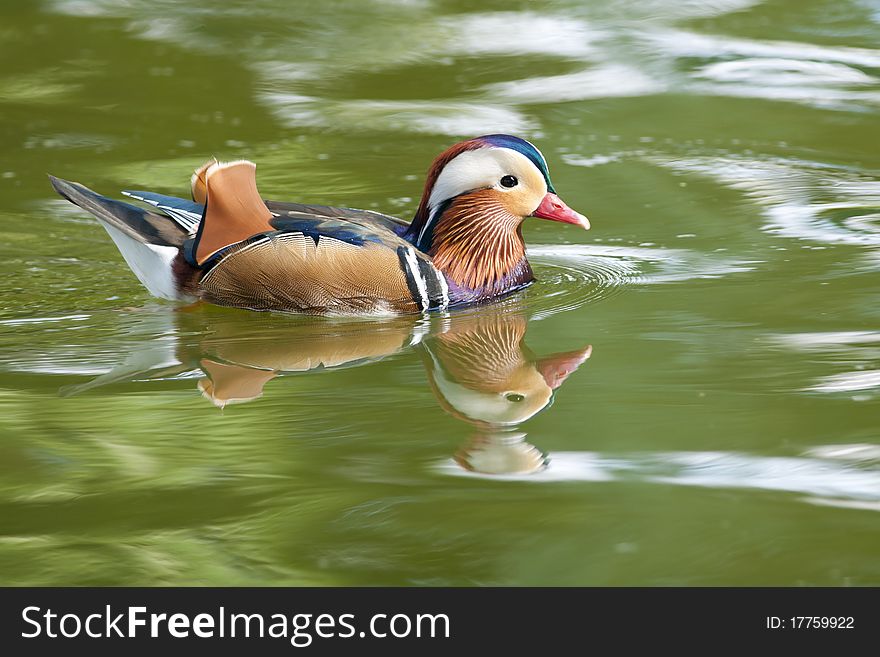 MAndarin Duck Drake on water in summer