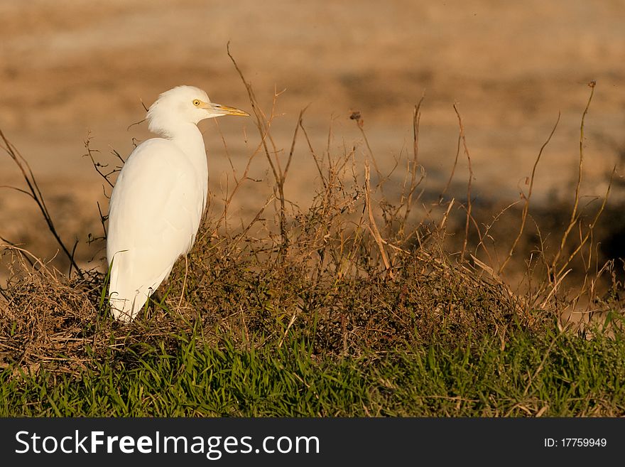 Cattle Egret on the ground in summer
