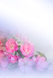 Beautiful Nature White Background.Abstract Wallpaper.Celebration.Holidays.Artistic Spring Flowers.Art Design.Cherry Blossom.Sakura Royalty Free Stock Image