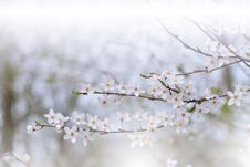 Beautiful Nature White Background.Abstract Wallpaper.Celebration.Holidays.Artistic Spring Flowers.Art Design.Cherry Blossom.Sakura Stock Image