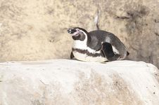 Humboldt Penguin Royalty Free Stock Images Humboldt Penguin Royalty Free Stock Images