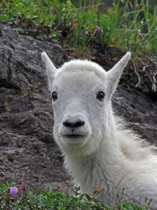 Mountain Goat Kid Portrait Royalty Free Stock Image Mountain Goat Kid Portrait Royalty Free Stock Image