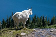 Mountain Goat On Cliff Royalty Free Stock Photography Mountain Goat On Cliff Royalty Free Stock Photography
