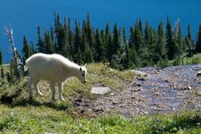 Young Mountain Goat On Cliff Royalty Free Stock Photo Young Mountain Goat On Cliff Royalty Free Stock Photo