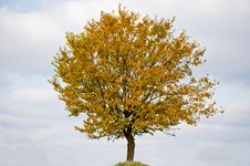 Lonely Tree Stock Photo Lonely Tree Stock Photo