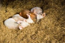 Baby Pigs Sleeping In Hay Royalty Free Stock Photo Baby Pigs Sleeping In Hay Royalty Free Stock Photo