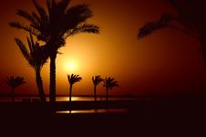 Palm Trees Stock Photos Palm Trees Stock Photos