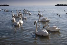Swans Royalty Free Stock Image