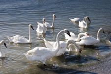 Swans Royalty Free Stock Photo