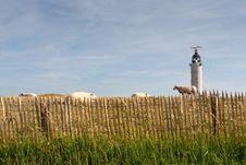 Lighthouse And Flock Of Sheep Royalty Free Stock Photos