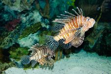 Exotic Fish. Stock Photo Exotic Fish. Stock Photo