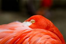 Pink Flamingo Stock Photo Pink Flamingo Stock Photo