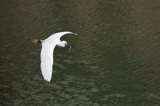 White Egret In Flight Royalty Free Stock Image