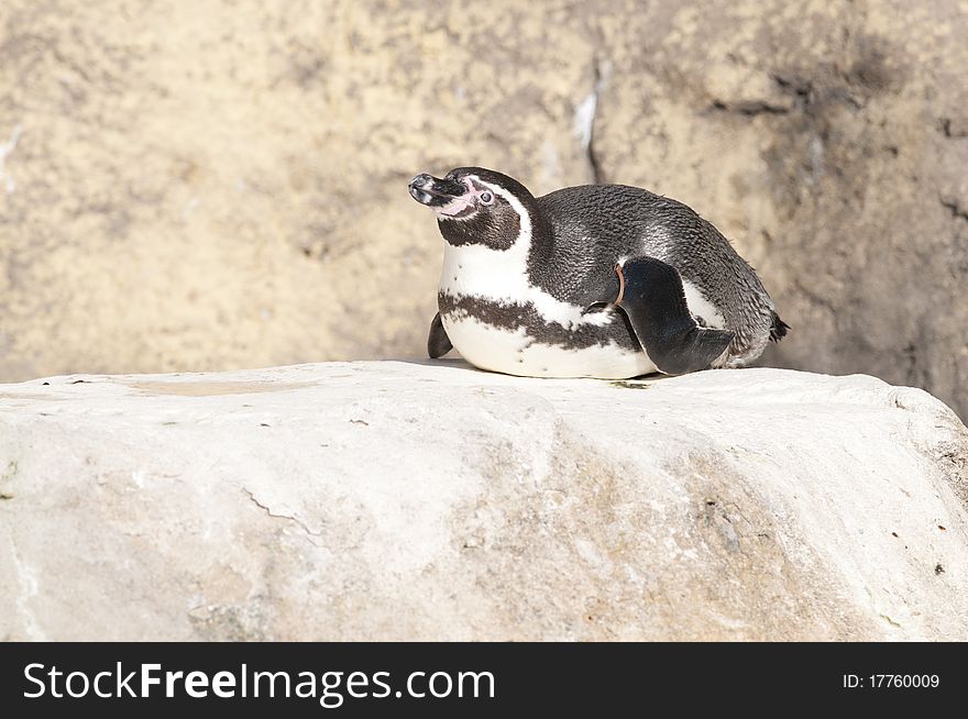 Humboldt Penguin