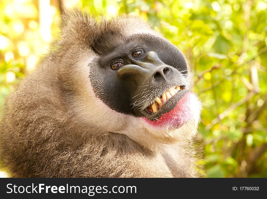 Drill Monkey (Mandrillus leucophaeus) Portrait. Drill Monkey (Mandrillus leucophaeus) Portrait