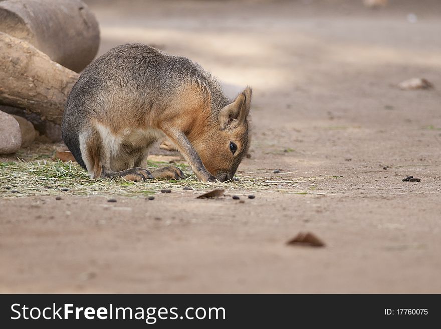 Patagonian Mara or Hare eating