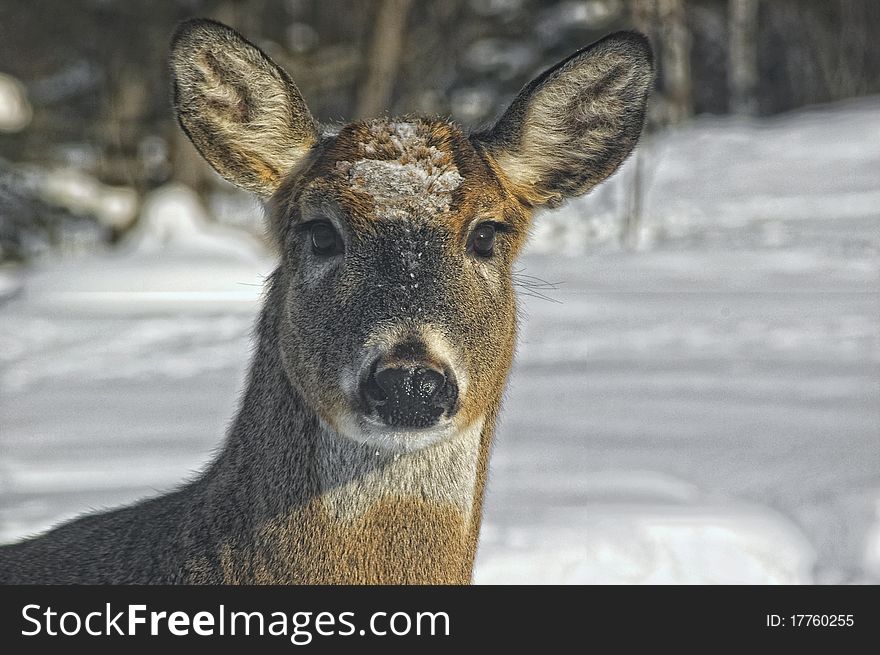 Deer head in wintertime with snow on it