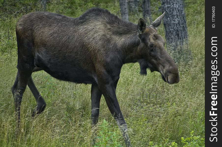 Female moose walking in woods in summer time. Female moose walking in woods in summer time