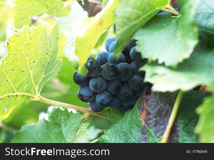 Rod and clusters of red grapes