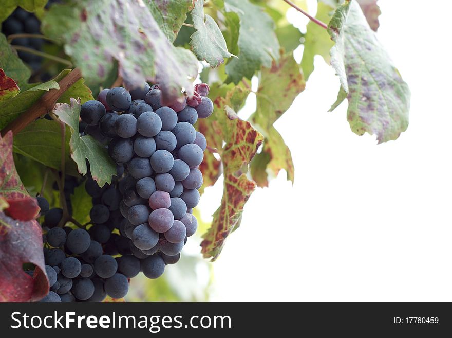 Rod and clusters of red grapes