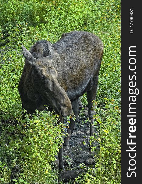 A female moose in a field in summer. A female moose in a field in summer