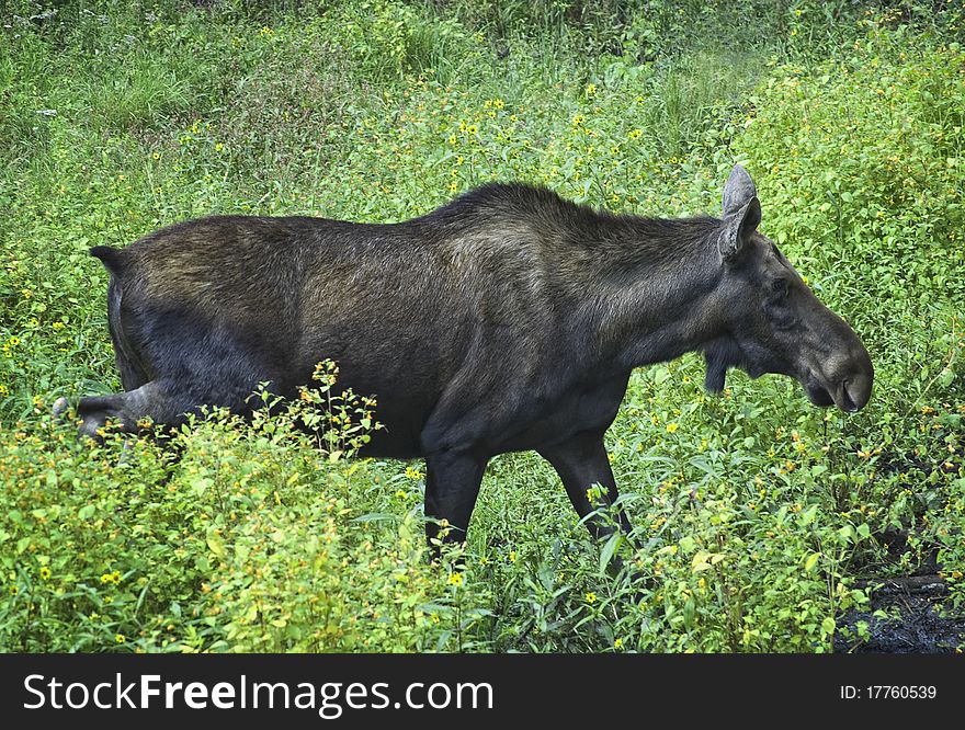 A female moose in a field in summer