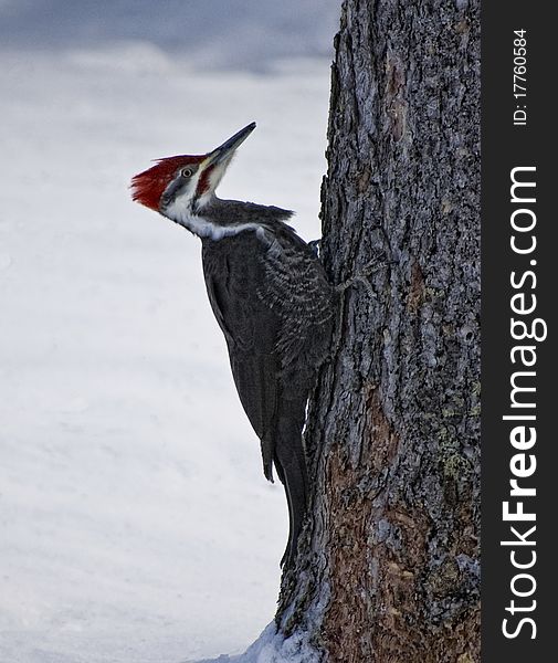 A pileated woodpecker in wintertime on a tree