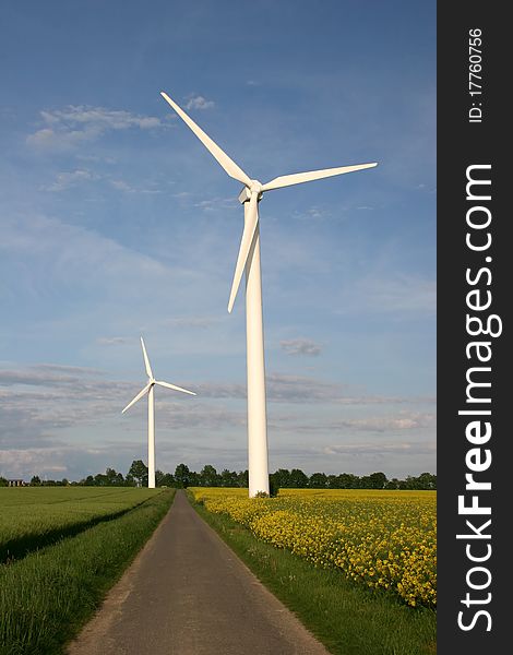 Wind farm with rape field