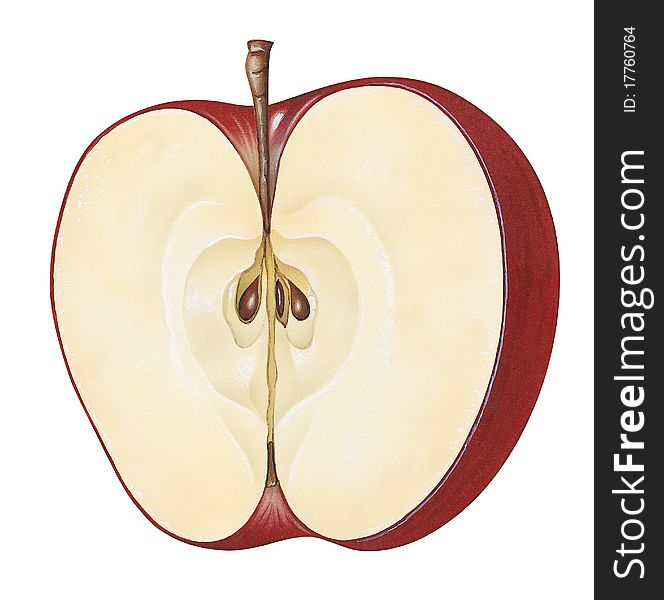 Detailed illustration of a piece of apple