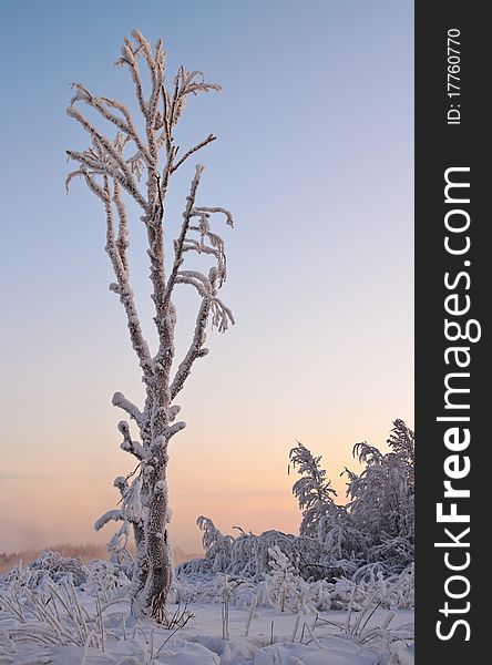 A tree covered with snow against the starry sky. A tree covered with snow against the starry sky