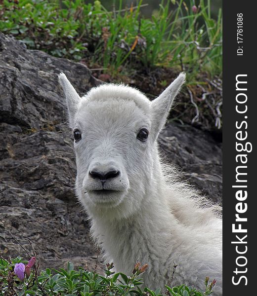 This portrait image of the mountain goat youngster up close and personnel was taken in Glacier National Park, MT. This portrait image of the mountain goat youngster up close and personnel was taken in Glacier National Park, MT.