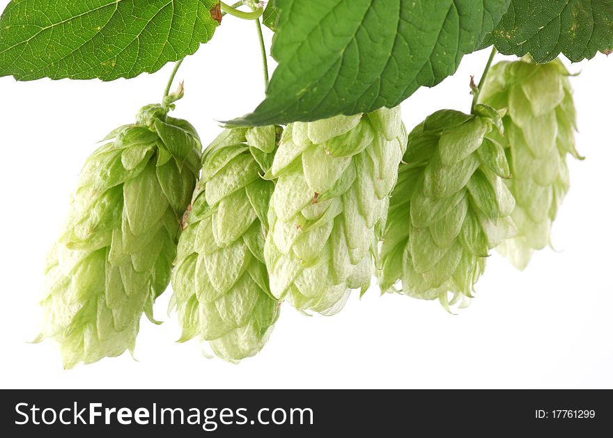 Branch of hops on a white background. Branch of hops on a white background
