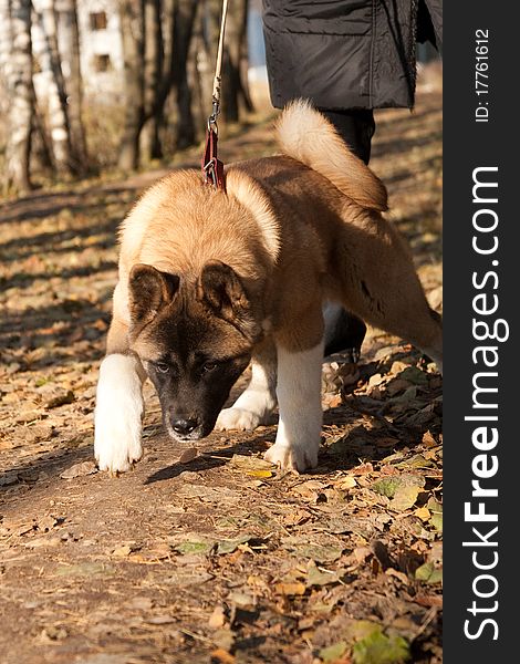 Dog pulling the owner forward for a lead. Dog pulling the owner forward for a lead