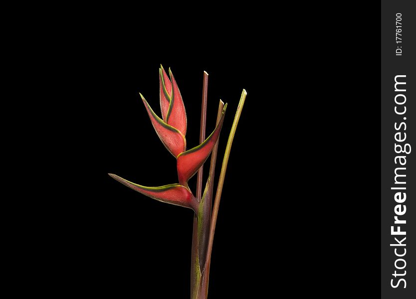 Heliconia