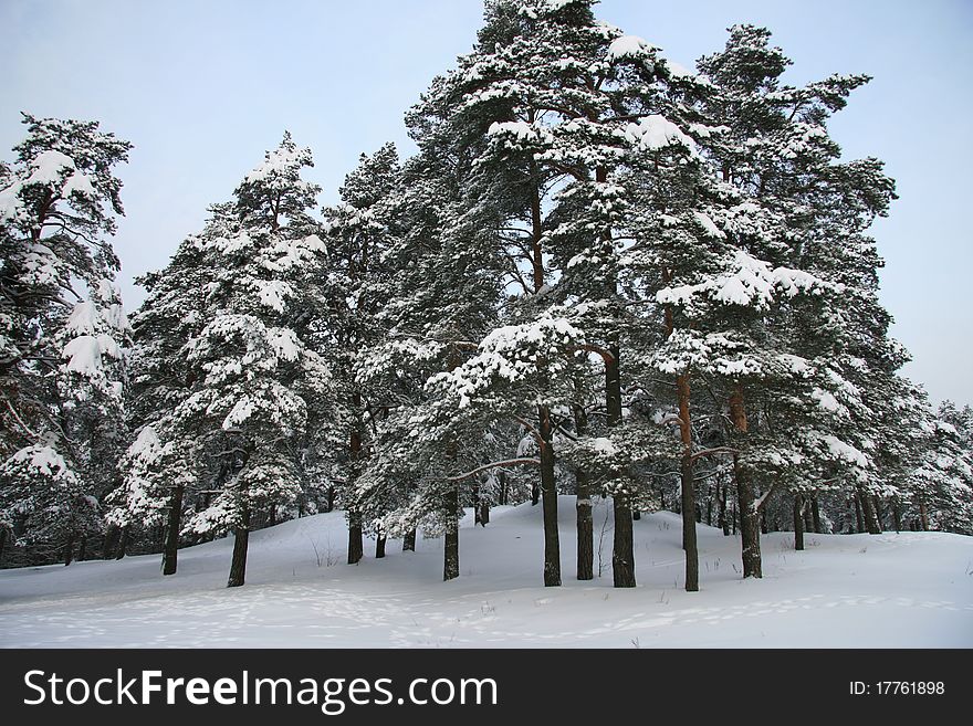 Droopy trees due to heavy snow. Droopy trees due to heavy snow