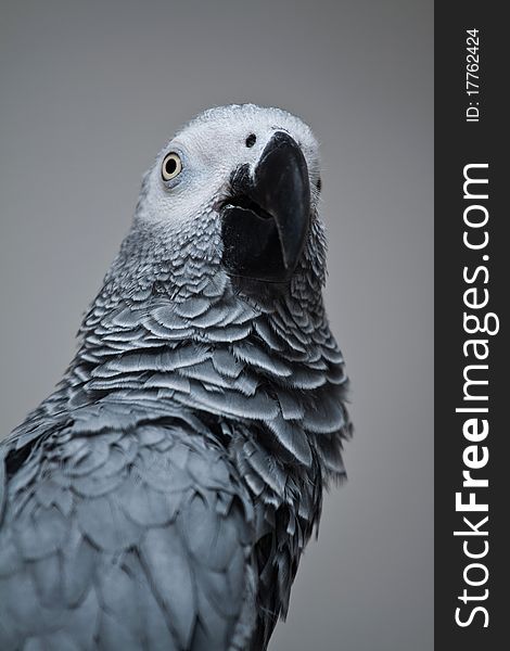 African Grey Parrot