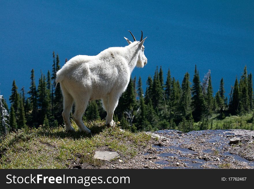 Mountain Goat on cliff edge overlooking blue lake