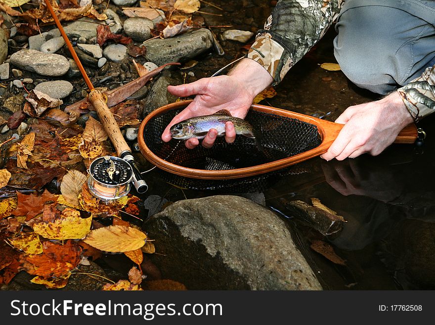 A rainbow trout just caught with bamboo fly rod and net. A rainbow trout just caught with bamboo fly rod and net.