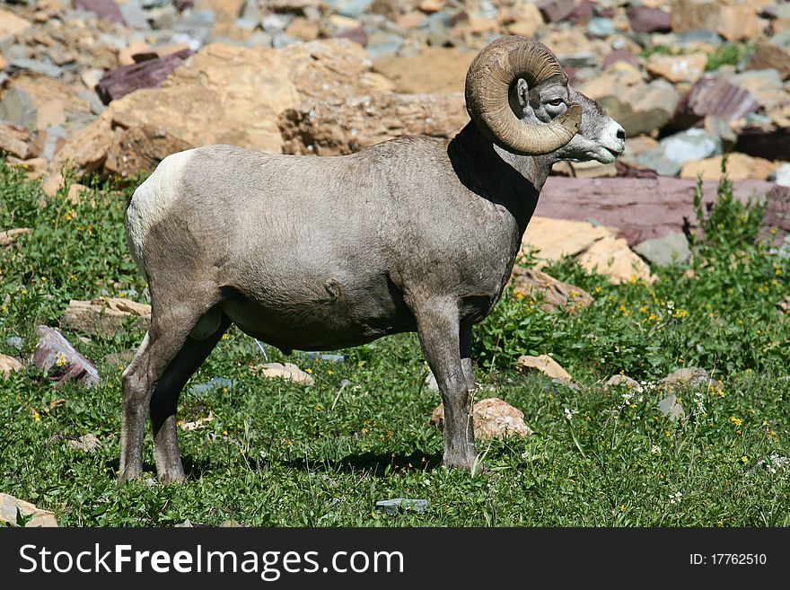 Full profile of large male Bighorn Sheep. Full profile of large male Bighorn Sheep